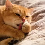 Adult Cats Sucking Blankets: Behavior Analysis and Scientific Responses