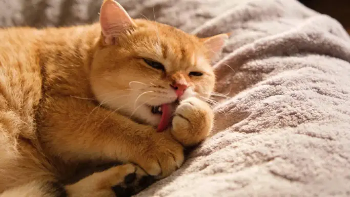Adult Cats Sucking Blankets: Behavior Analysis and Scientific Responses