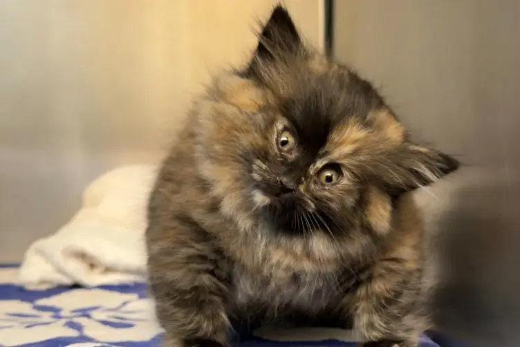 ‘Puff Kitty’ Zoe’s Miraculous Recovery: Swollen Like a Balloon, One Shelter’s Gesture Left the Internet in Tears